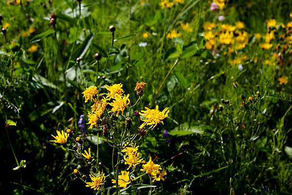 포토 JPG 해외이미지 식물 꽃 밭 자연 3 그림자 사람없음 야외 가로 초록색 파란색 노란색 보라색 들꽃 벚꽃 원형 개화 작음 제비꽃 라일락 떠남 많음 해외202004 해외포토 도형 컬러 컨셉 농업 모션 크기 생태계 파일형식 이미지허브