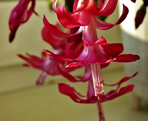 포토 JPG 해외이미지 식물 계절 꽃 화초 분홍색 백그라운드 크리스마스 겨울 실내 사람없음 장식 빨간색 초록색 탑 중국 벚꽃 신선 12월 추수감사절 꽃수술 해외202004 해외포토 건축물 기념일 아시아 기독교 컬러 내부 날짜 파일형식 이미지허브