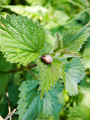 포토 JPG 해외이미지 야생동물 컨셉 다이어트 자연 휴가 생물 연체동물 요리 사람없음 초록색 농장 식사 저녁식사 껍질 벌레 고독 미끄러짐 유기농 질감 달팽이 덮기 느림 건강식 게으름 내추럴 기어가기 민달팽이 정물화 끈적임 해외202004 해외포토 동물 웰빙 감정 음식 컬러 곤충 농업 모션 무척추동물 건강 그림 생태계 파일형식 달팽이_동물 이미지허브