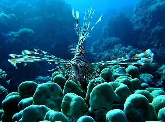 포토 JPG 해외이미지 식물 동물 야생동물 잎 자연 표면 어류 사람없음 물 반사 수중 투명 스노클링 산호 잠수부 다이빙 암초 동물상 해외202004 해외포토 자연요소 조형물 수영 수중동물 수상스포츠 자포동물 전문직 생태계 수중스포츠 파일형식 이미지허브