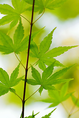 포토 JPG 해외이미지 나무 식물 계절 공원 여행 백그라운드 단풍 잎 자연 하늘 사람없음 야외 세로 초록색 여름 빛 햇빛 태양 환경 정원 일본 맑음 봄 성장 나뭇가지 신선 도쿄 숲 질감 보케 자연백그라운드 미로 내추럴 그리너리 해외202004 해외포토 자연요소 공공시설 아시아 컬러 날씨 생태계 파일형식 트랜드컬러 이미지허브