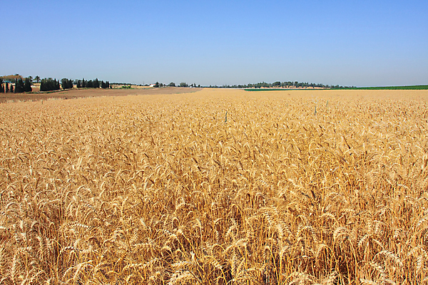 포토 JPG 해외이미지 식물 음식 여행 밭 농업 중동 자연 하늘 풍경 사람없음 야외 가로 여름 파란색 농작물 농장 노란색 수확 성장 시골 낟알 땅 시리얼 밀 내추럴 숙성 이스라엘 세련 해외202004 해외포토 계절 나라 산업 컬러 곡류 생태계 서아시아 파일형식 이미지허브