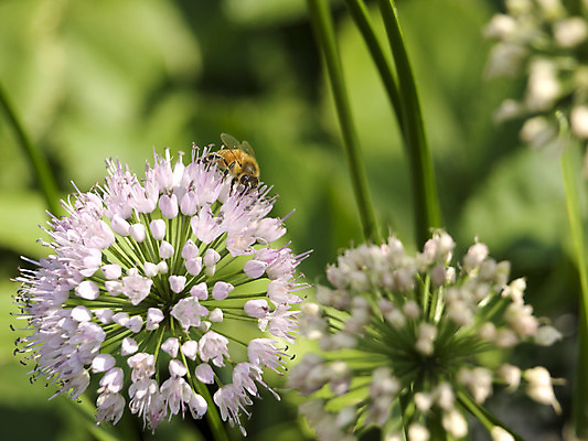포토 JPG 해외이미지 식물 동물 1 꽃잎 꽃 음식 곤충 잎 꽃무늬 밭 자연 건강 사람없음 야외 초록색 노란색 정원 보라색 봄 벚꽃 업무 작업 닫기 수집 먹기 제비꽃 싱글 원예 생물학 꽃가루 꿀 해외202004 해외포토 계절 교육 컬러 무늬 농업 모션 취미 가루 생태계 파일형식 이미지허브