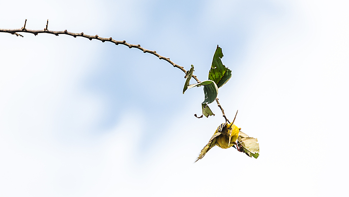 포토 JPG 해외이미지 동물 야생동물 잎 자연 조류 매달리기 서기 사람없음 노란색 나뭇가지 해외202004 해외포토 나무 식물 컬러 모션 생태계 파일형식 이미지허브