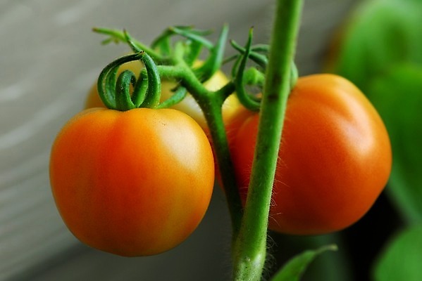 포토 JPG 해외이미지 음식 토마토 채소 재료 건강 요리 사람없음 빨간색 농장 식사 샐러드 신선 유기농 해외202004 해외포토 웰빙 컬러 농업 파일형식 이미지허브