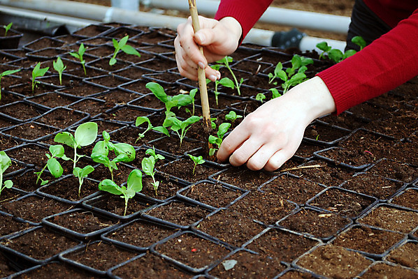 포토 JPG 해외이미지 식물 학생 줄기 백그라운드 농업 채소 교실 자연 수업 콩 실험 씨앗 사람 취미 사람없음 초록색 물 여름 정원 봄 미니어처 성장 실험실 보호 작음 강의 시리얼 밀 오브젝트 원예 생물학 내추럴 고립 돌봄 인공 해외202004 해외포토 자연요소 계절 교육 산업 음식 컬러 컨셉 학교 모션 곡류 모형 크기 생태계 파일형식 이미지허브