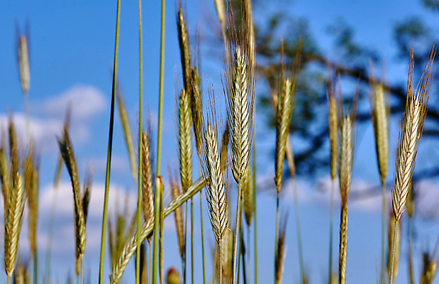 포토 JPG 해외이미지 식물 구름 밭 농업 자연 하늘 옥수수 사람없음 여름 농작물 낟알 귀 폴란드 해외202004 해외포토 자연요소 계절 유럽 산업 곡류 신체부위 생태계 파일형식 이미지허브