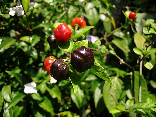 포토 JPG 해외이미지 식물 계절 음식 백그라운드 밭 농업 고추 파프리카 건강 사람없음 야외 빨간색 초록색 농장 농경지 환경 검은색 성장 시골 유기농 밭일 해외202004 해외포토 웰빙 산업 컬러 채소 파일형식 이미지허브