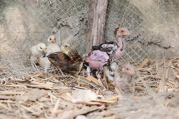 포토 JPG 해외이미지 동물 응시 여자 음식 조류 육류 사람없음 야외 반려동물 농장 치킨 가축 시골 깃털 내추럴 밭일 암탉 진짜 생존 해외202004 해외포토 시선 농업 식재료 사람 닭 암컷 닭고기요리 파일형식 이미지허브