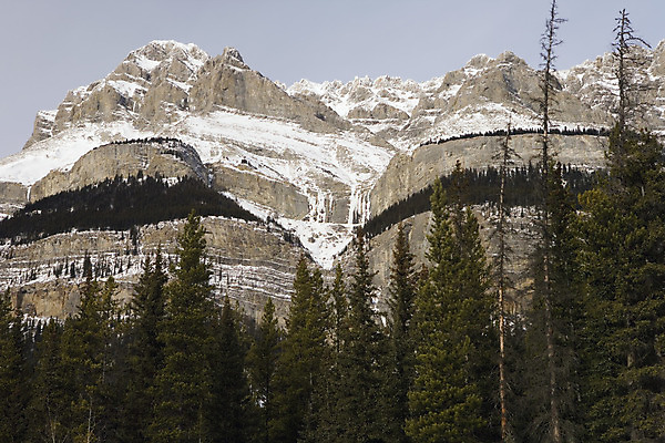 포토 JPG 해외이미지 나무 산 사람없음 해외202004 해외포토 식물 파일형식 이미지허브