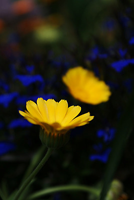 포토 JPG 해외이미지 꽃잎 꽃 사람없음 여름 노란색 벚꽃 화단 금잔화 해외202004 해외포토 식물 계절 컬러 파일형식 이미지허브