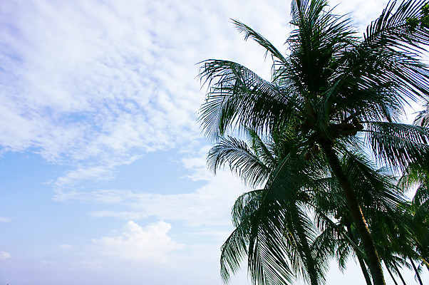 포토 JPG 해외이미지 나무 아시아 모래 파도 바다 여행 과일 태국 자연 하늘 휴가 휴식 손바닥 사람없음 초록색 파란색 흰색 고독 매끈함 탈출 코코넛 멀리 추적 이국적 해외202004 해외포토 식물 손 감정 나라 컬러 컨셉 모션 감각 생태계 파일형식 이미지허브