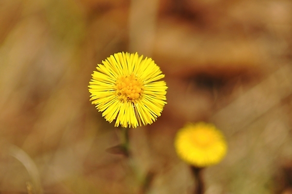 포토 JPG 해외이미지 식물 계절 꽃 백그라운드 꽃무늬 밭 자연 풍경 잔디 사람없음 야외 초록색 여름 햇빛 태양 농장 노란색 정원 맑음 봄 벚꽃 시골 신선 땅 허브 장면 내추럴 평야 해외202004 해외포토 자연요소 컬러 무늬 농업 날씨 생태계 파일형식 이미지허브