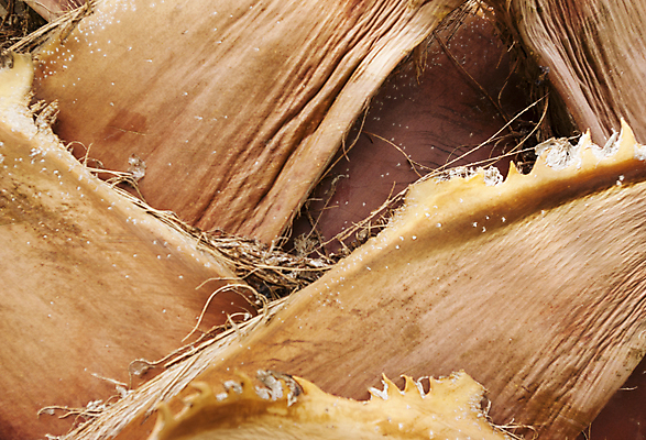 포토 JPG 해외이미지 나무 식물 디자인 공원 산업 여행 백그라운드 낙엽 잎 패턴 농업 자연 표면 날씨 추상 프레임 건조 사람없음 야외 가로 초록색 갈색 어둠 소나무 거친 보호 숲 가득함 질감 나무껍질 내추럴 그런지 서쪽 수목 옛날 효과 해외202004 해외포토 공공시설 컬러 컨셉 무늬 껍질 방향 생태계 파일형식 이미지허브