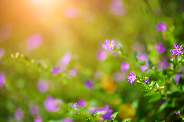 포토 JPG 해외이미지 식물 공원 꽃잎 꽃 분홍색 백그라운드 잎 꽃무늬 자연 멕시코 사람없음 야외 초록색 컬러풀 정원 보라색 봄 활발 벚꽃 닫기 작음 허브 제비꽃 원예 상록수 내추럴 거짓 블러 이국적 세련 해외202004 해외포토 계절 공공시설 컬러 컨셉 북아메리카 무늬 모션 취미 크기 생태계 파일형식 이미지허브