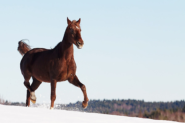 포토 JPG 해외이미지 응시 겨울 밭 자연 하늘 사람없음 야외 가로 파란색 어둠 산책 추위 시골 만 눈송이 승마 서리 갈기 폭설 카피스페이스 해외202004 해외포토 시선 계절 스포츠 컬러 농업 휴식 눈_날씨 공백 자연재해 생태계 파일형식 이미지허브