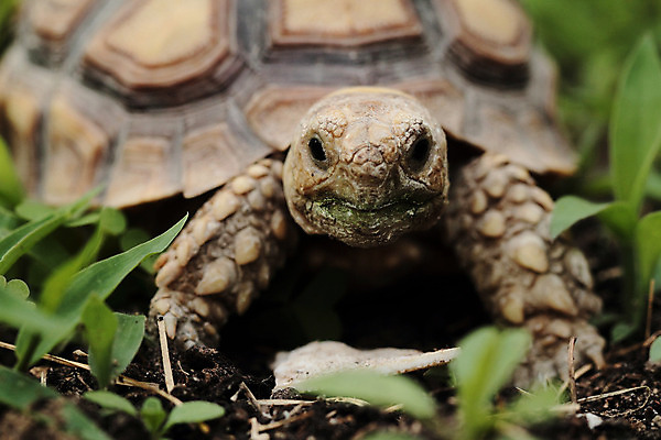 포토 JPG 해외이미지 동물 응시 야생동물 파충류 자연 사람없음 야외 초록색 반려동물 갈색 껍질 아기 거북이 만족 멸종 느림 갑옷 내추럴 기어가기 이국적 채식주의자 초식 해외202004 해외포토 시선 감정 컬러 모션 사람 보호장비 생태계 채식 파일형식 이미지허브