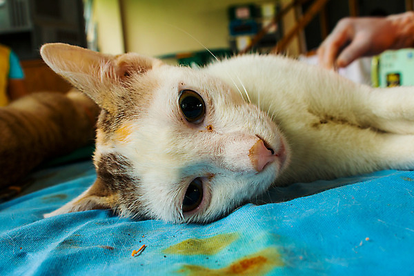 포토 JPG 해외이미지 동물 직업 여자 유니폼 가족 건강 병원 관리 사랑 사람 사람없음 치료 반려동물 세계 고양이 장비 의사 공구 직물 잠 오픈 수술 개 호흡 작음 자르기 펜치 자궁 외과 수의사 돌봄 해외202004 해외포토 옷 감정 포유류 의학 관계 모션 의료진 도구 장기_의학 크기 파일형식 이미지허브