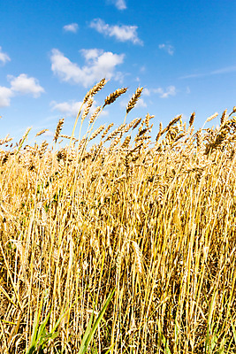 포토 JPG 해외이미지 식물 계절 산업 지구 음식 백그라운드 잎 밭 농업 채소 자연 하늘 건강 풍경 사람없음 야외 초록색 여름 파란색 컬러풀 태양 농장 농경지 갈색 환경 정원 흙 봄 수확 성장 시골 신선 땅 시리얼 유기농 내추럴 땅바닥 밭일 쟁기 줄서기 수평선 세련 해외202004 해외포토 자연요소 웰빙 컬러 모션 바닥 생태계 파일형식 이미지허브