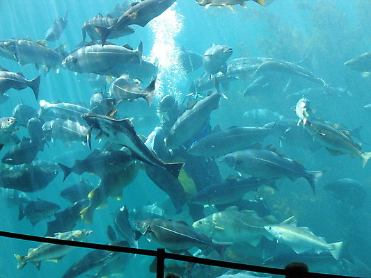 포토 JPG 해외이미지 실루엣 어린이 음식 바다 자연 유리 노르웨이 어류 사람 성인 사람없음 빨간색 물 파란색 반사 바닷속 수영 봄 게 흰색 관찰 먹이 장어 다이빙 쇼 수족관 해외202004 해외포토 자연요소 계절 유럽 컬러 모션 재질 촬영기법 갑각류 수중 수중동물 수상스포츠 생태계 수중스포츠 파일형식 이미지허브
