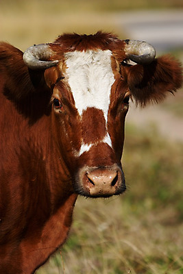포토 JPG 해외이미지 동물 사람없음 가축 우유 소 황소 밭일 해외202004 해외포토 포유류 유제품 파일형식 이미지허브