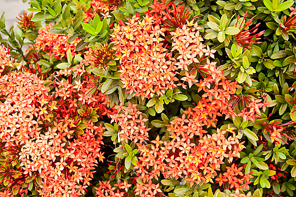 포토 JPG 해외이미지 나무 식물 공원 꽃 태국 자연 동양인 사람없음 빨간색 정원 벚꽃 인도인 원예 꽃가루 서쪽 제라늄 해외202004 해외포토 외국인 공공시설 아시아 컬러 인종 취미 가루 방향 생태계 파일형식 이미지허브