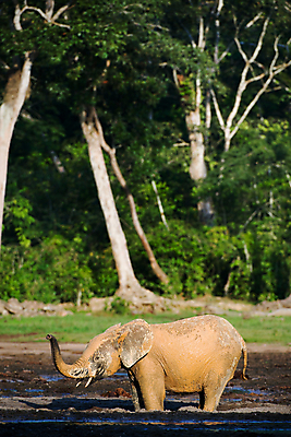 포토 JPG 해외이미지 동물 야생동물 포유류 아프리카 자연 초식동물 코끼리 생물 종류 사람없음 세로 초록색 햇빛 태양 힘 회색 숲 위험 큼 사파리 귀 5 진흙 상아 멸종 생태학 특별함 해외202004 해외포토 자연요소 교육 나라 컬러 컨셉 신체부위 숫자 크기 생태계 파일형식 이미지허브