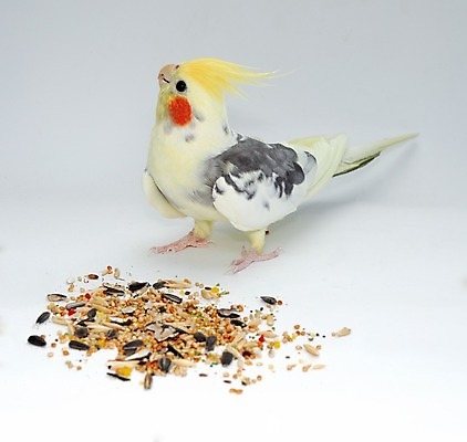 포토 JPG 해외이미지 동물 얼굴 날개 조류 주택 동물원 씨앗 사람없음 빨간색 초록색 반려동물 컬러풀 노란색 검은색 회색 흰색 표현 숲 깃털 부리 이국적 해외202004 해외포토 식물 컬러 건물 신체부위 파일형식 이미지허브