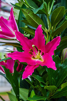 포토 JPG 해외이미지 식물 꽃잎 꽃 줄기 분홍색 꽃다발 결혼 백그라운드 잎 꽃무늬 오렌지 자연 휴가 요정 발렌타인데이 사랑 사람없음 초록색 노란색 정원 보라색 봄 벚꽃 흰색 축하 우아함 닫기 제비꽃 내추럴 해외202004 해외포토 계절 감정 컬러 컨셉 무늬 과일 모션 데이이벤트 이벤트 생태계 파일형식 이미지허브