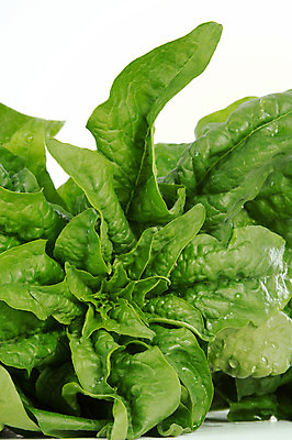 포토 JPG 해외이미지 음식 백그라운드 잎 패턴 농업 채소 재료 프레임 건강 사람없음 초록색 쌓기 봄 샐러드 흰색 유기농 날것 시금치 흙더미 채식주의자 해외202004 해외포토 식물 웰빙 계절 산업 컬러 무늬 모션 흙 채식 파일형식 더미 이미지허브