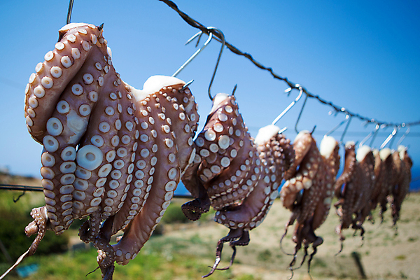 포토 JPG 해외이미지 동물 전통 공원 선 음식 바다 여행 다이어트 낚시 휴가 잉크 건조 매달리기 건강 요리 사람없음 파란색 태양 문 마을 식당 식사 신선 선택 큼 먹기 해산물 그리스 오징어 준비 문어 촉수 그리스인 해외202004 해외포토 자연요소 서양인 공공시설 유럽 컬러 컨셉 모션 레저 연체동물 상점 수중동물 크기 파일형식 이미지허브