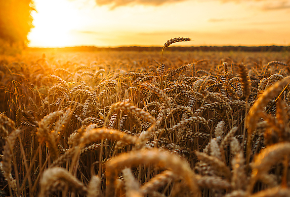 포토 JPG 해외이미지 식물 구름 백그라운드 밭 농업 자연 하늘 따뜻함 빨대 사람없음 여름 태양 일몰 수확 성장 시골 뜨거움 황금 낟알 시리얼 밀 귀 추수감사절 밭일 카피스페이스 해외202004 해외포토 자연요소 계절 산업 기독교 음식 곡류 신체부위 노을 공백 생태계 파일형식 이미지허브