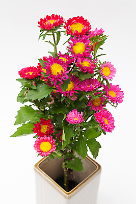 포토 JPG 해외이미지 식물 꽃잎 꽃 길 분홍색 꽃다발 백그라운드 잎 꽃무늬 자연 발렌타인데이 선물 사랑 씨앗 사람없음 장식 초록색 컬러풀 노란색 꽃병 벚꽃 흰색 신선 원형 우아함 혼합 배열 제비꽃 묘사 질감 내추럴 고립 해외202004 해외포토 도형 감정 컬러 컨셉 무늬 데이이벤트 생태계 파일형식 이미지허브