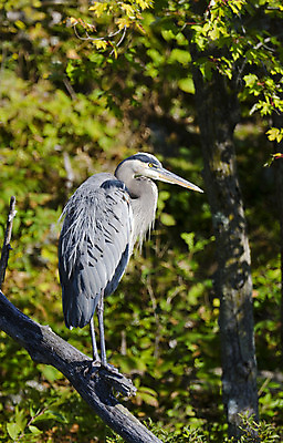 포토 JPG 해외이미지 동물 응시 야생동물 날개 자연 조류 성인 사람없음 야외 파란색 나뭇가지 관찰 큼 왜가리 깃털 노려봄 경보 해외202004 해외포토 나무 시선 컬러 모션 표정 사람 크기 생태계 파일형식 이미지허브