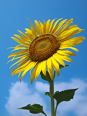 포토 JPG 해외이미지 구름 백그라운드 하늘 해바라기 사람없음 노란색 활발 해외202004 해외포토 자연요소 꽃 컬러 컨셉 파일형식 이미지허브