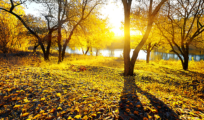 포토 JPG 해외이미지 주간 나무 낙엽 자연 사람없음 야외 강 햇빛 가을풍경 가을 해외202004 해외포토 자연요소 식물 계절 잎 풍경 태양 생태계 파일형식 가을_계절 이미지허브