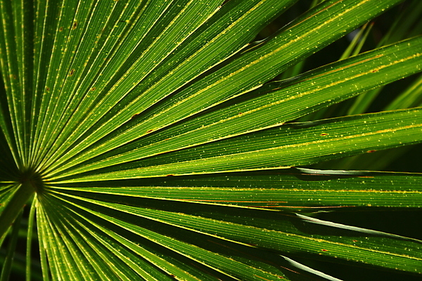 포토 JPG 해외이미지 선 잎 패턴 열대 손바닥 사람없음 가로 초록색 부채 묘사 질감 떠남 플로리다 해외202004 해외포토 식물 손 컬러 무늬 모션 미국 파일형식 이미지허브