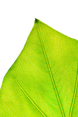 포토 JPG 해외이미지 모양 식물 종이 선 백그라운드 잎 꽃무늬 패턴 자연 건강 사람없음 초록색 여름 봄 성장 가을 신선 황금 닫기 묘사 오브젝트 싱글 유기농 질감 내추럴 땅바닥 엘리먼트 해외202004 해외포토 웰빙 계절 꽃 컬러 무늬 모션 바닥 생태계 파일형식 이미지허브