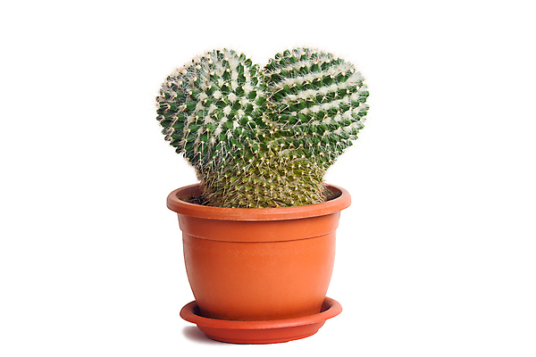 포토 JPG 해외이미지 식물 꽃 백그라운드 자연 선인장 사람없음 초록색 봄 흰색 냄비 오브젝트 그림 고립 해외202004 해외포토 계절 컬러 솥 생태계 파일형식 이미지허브