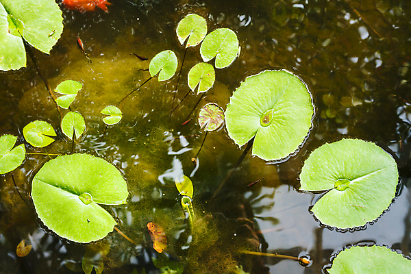 포토 JPG 해외이미지 모양 식물 계절 공원 꽃 호수 선 백그라운드 잎 꽃무늬 자연 표면 사람없음 야외 초록색 물 컬러풀 노란색 평화 젖음 벚꽃 연못 신선 우아함 당구 묘사 질감 치수 내추럴 해외202004 해외포토 자연요소 공공시설 컬러 컨셉 무늬 구기 생태계 파일형식 이미지허브