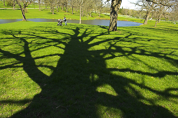 포토 JPG 해외이미지 나무 전통 공원 지구 여행 잎 자연 휴가 휴식 그림자 풍경 사람없음 야외 목재 초록색 여름 파란색 빛 농장 환경 맑음 침묵 봄 덮개 가을 시골 아기 연못 신선 고독 숲 큼 그늘 땅 장면 유모차 천국 대출 삼림지대 완전 해외202004 해외포토 식물 계절 공공시설 감정 컬러 컨셉 농업 재료 날씨 사람 금융 소리 아기용품 뚜껑 크기 생태계 파일형식 이미지허브