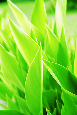 포토 JPG 해외이미지 식물 백그라운드 잎 밭 자연 추상 풍경 잔디 사람없음 야외 초록색 여름 환경 침묵 활발 젖음 성장 흰색 시골 신선 칼날 선택 땅 가득함 원예 심플 조경 내추럴 해외202004 해외포토 계절 컬러 컨셉 무늬 농업 취미 소리 생태계 파일형식 이미지허브