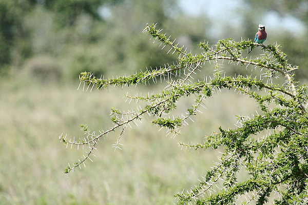 포토 JPG 해외이미지 나무 동물 야생동물 여행 아프리카 조류 앉기 사람없음 세계 환경 게임 나뭇가지 행운 보호 큼 사파리 지역 동쪽 남쪽 사바나 세렝게티 탄자니아 해외202004 해외포토 식물 나라 컨셉 모션 놀이 크기 방향 파일형식 이미지허브