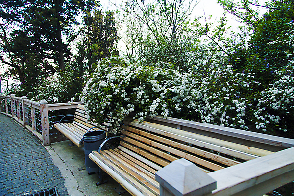 포토 JPG 해외이미지 나무 식물 디자인 계절 꽃잎 꽃 분홍색 백그라운드 잎 꽃무늬 자연 하늘 건강 사람없음 야외 여름 컬러풀 정원 맑음 봄 성장 벚꽃 흰색 나뭇가지 신선 개화 체리 닫기 과수원 4월 원예 보케 내추럴 해외202004 해외포토 컬러 무늬 농업 과일 모션 날씨 취미 날짜 생태계 파일형식 이미지허브