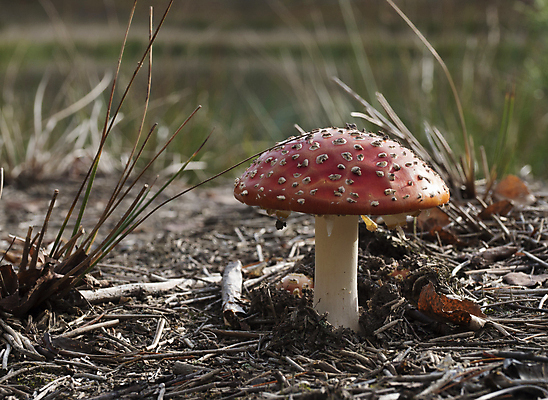 포토 JPG 해외이미지 나무 식물 계절 오렌지 자연 이끼 사람없음 야외 목재 빨간색 초록색 물 여름 갈색 노란색 버섯 젖음 성장 가을 흰색 떨어짐 숲 이슬 유기농 날것 통나무 나무껍질 내추럴 곰팡이 그물버섯 캡모자 해외202004 해외포토 자연요소 모자_잡화 웰빙 컬러 컨셉 과일 재료 껍질 생태계 파일형식 이미지허브