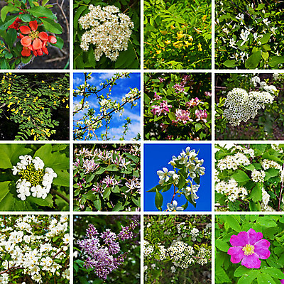 포토 JPG 해외이미지 나무 식물 계절 꽃 분홍색 백그라운드 자연 하늘 사람없음 야외 장식 빨간색 초록색 파란색 세트 노란색 정원 맑음 봄 성장 벚꽃 흰색 나뭇가지 붓 개화 사과 과수원 수집 제비꽃 향수 자두 라일락 내추럴 아카시아 강렬 해외202004 해외포토 컬러 농업 과일 날씨 화장품 생태계 파일형식 이미지허브