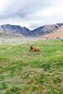 포토 JPG 해외이미지 동물 아시아 여행 산 풍경 사람없음 관광지 다람쥐 내추럴 해외202004 해외포토 나라 설치류 파일형식 이미지허브
