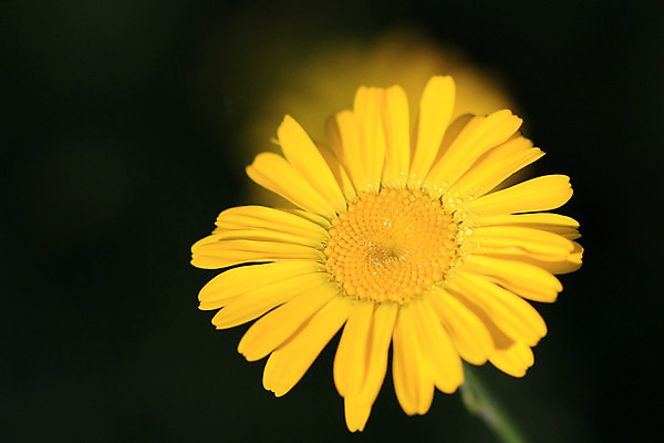 포토 JPG 해외이미지 식물 꽃잎 꽃 백그라운드 꽃무늬 오렌지 자연 사람없음 컬러풀 노란색 머리 정원 봄 흰색 묘사 싱글 데이지 꽃가루 내추럴 해외202004 해외포토 계절 컬러 무늬 과일 신체부위 가루 생태계 파일형식 이미지허브
