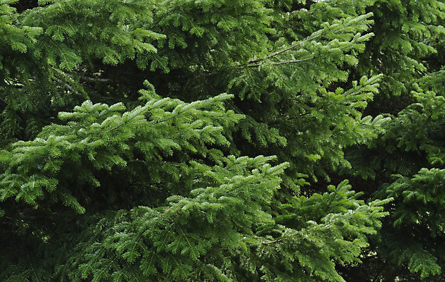 포토 JPG 해외이미지 나무 식물 공원 백그라운드 크리스마스 자연 새로움 사람없음 목재 장식 초록색 환경 나뭇가지 소나무 숲 연도 묘사 침엽수 전나무 가문비나무 해외202004 해외포토 공공시설 기념일 컬러 컨셉 재료 생태계 파일형식 이미지허브