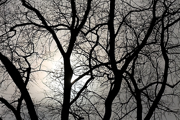 포토 JPG 해외이미지 나무 공원 실루엣 백그라운드 잎 겨울 부분 자연 하늘 따뜻함 사람없음 야외 목재 빨간색 햇빛 노란색 어둠 가을 흰색 나뭇가지 떨어짐 야간 저녁 숲 무서움 묘사 나무껍질 진홍색 자작나무 내추럴 창백 벌거벗은 많음 해외202004 해외포토 자연요소 식물 계절 공공시설 감정 컬러 컨셉 재료 촬영기법 태양 껍질 생태계 파일형식 이미지허브